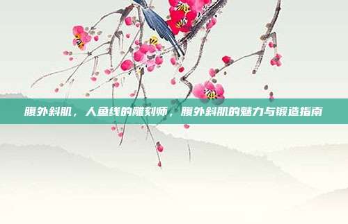 腹外斜肌,人鱼线的雕刻师,腹外斜肌的魅力与锻造指南