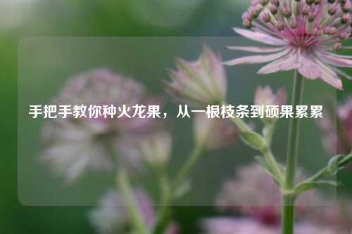手把手教你种火龙果,从一根枝条到硕果累累