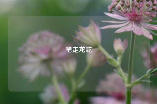 笔走龙蛇