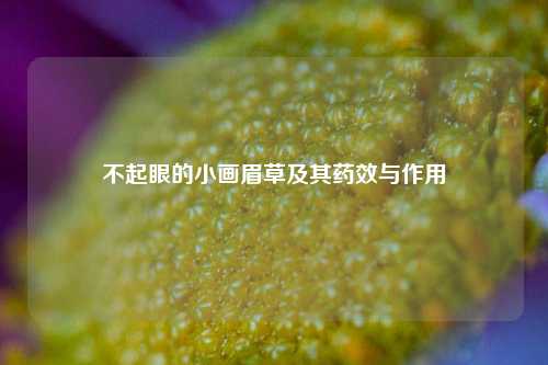 不起眼的小画眉草及其药效与作用