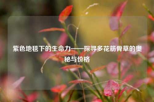 紫色地毯下的生命力——探寻多花筋骨草的奥秘与价格
