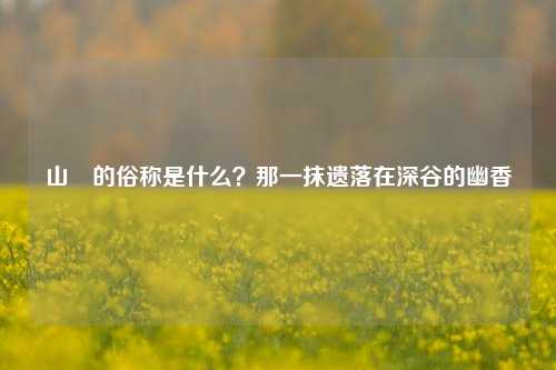山橿的俗称是什么?那一抹遗落在深谷的幽香