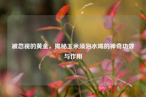 被忽视的黄金,揭秘玉米须泡水喝的神奇功效与作用