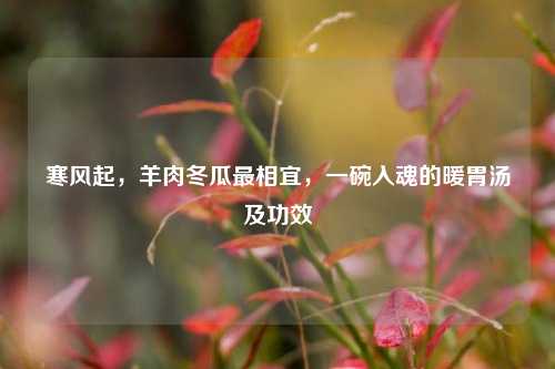 寒风起,羊肉冬瓜最相宜,一碗入魂的暖胃汤及功效